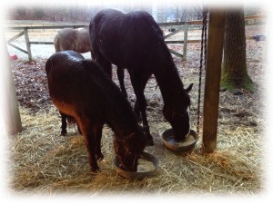Feeding Lucy and Shadow
