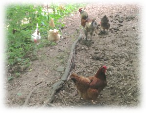 chickens at barn edge