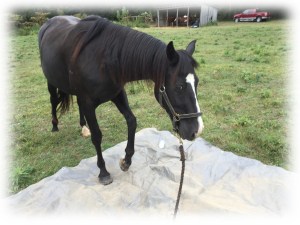 Shadow walking on tarp